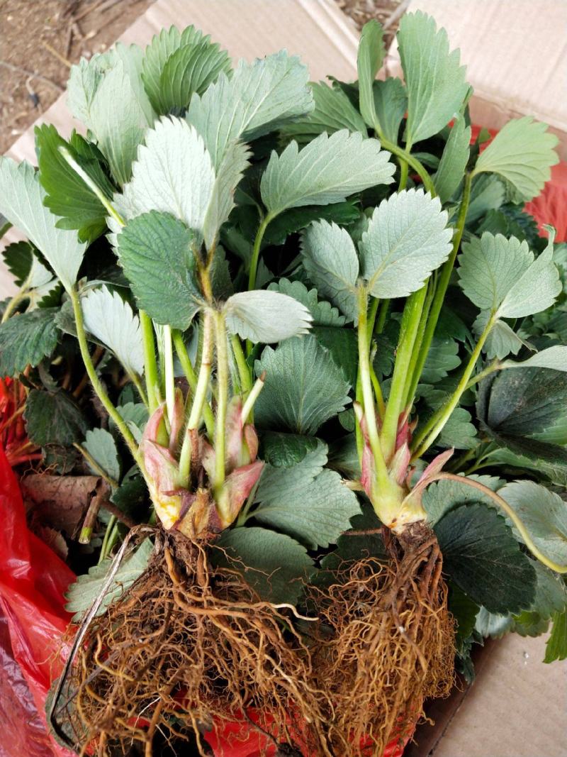 红颜奶油草莓甜查理四季食用草莓带果带盆栽好种植苗室内阳台