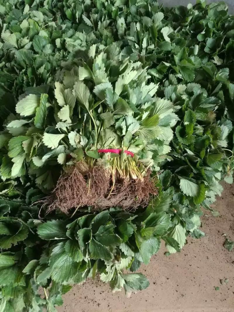 红颜奶油草莓甜查理四季食用草莓带果带盆栽好种植苗室内阳台