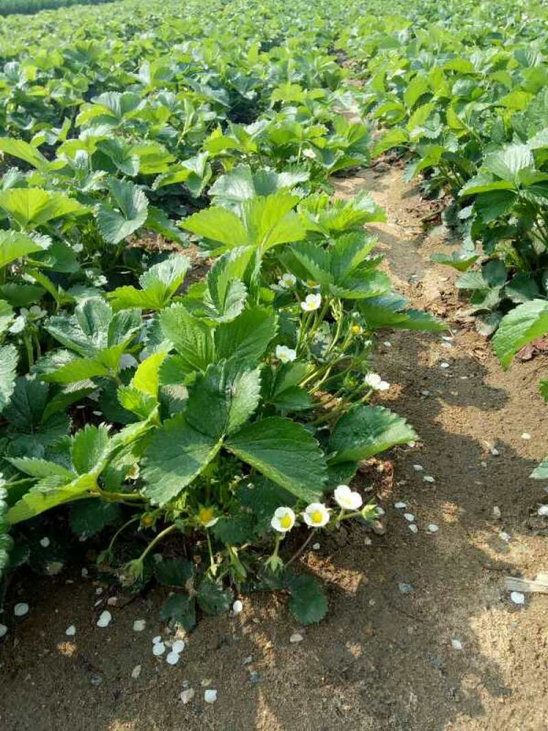 章姬草莓红颜草莓四季草莓苗盆栽现挖现发南北方当年结果栽培