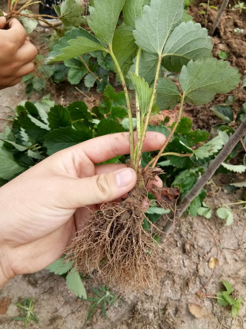 章姬草莓红颜草莓四季草莓苗盆栽现挖现发南北方当年结果栽培