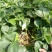 章姬草莓红颜草莓四季草莓苗盆栽现挖现发南北方当年结果栽培