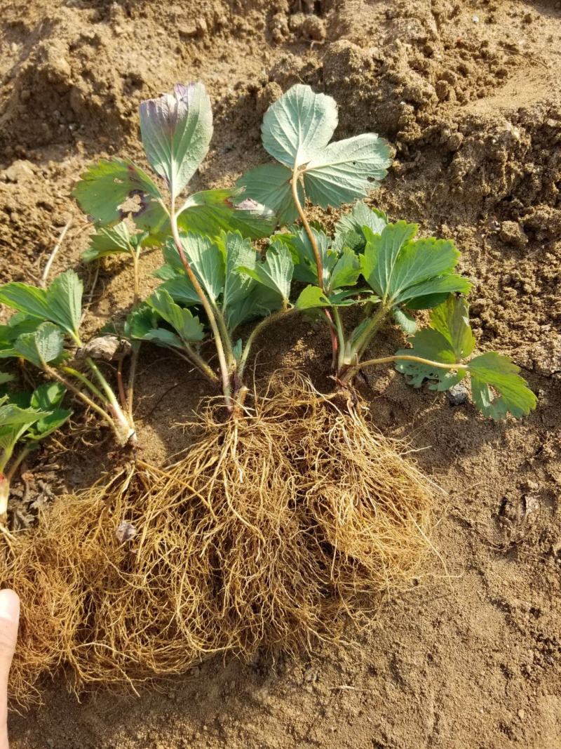 章姬草莓红颜草莓四季草莓苗盆栽现挖现发南北方当年结果栽培
