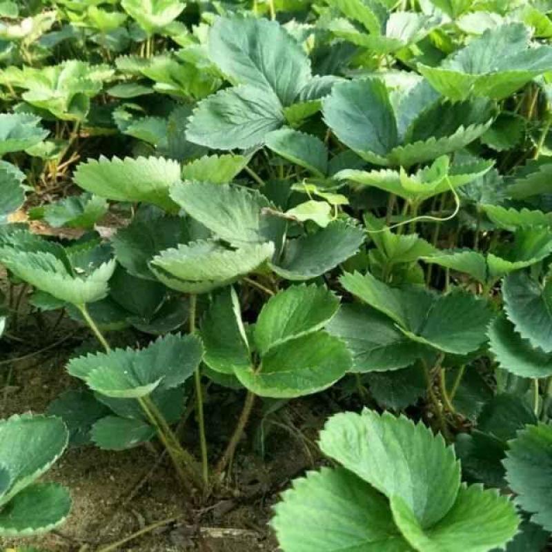 章姬草莓红颜草莓四季草莓苗盆栽现挖现发南北方当年结果栽培