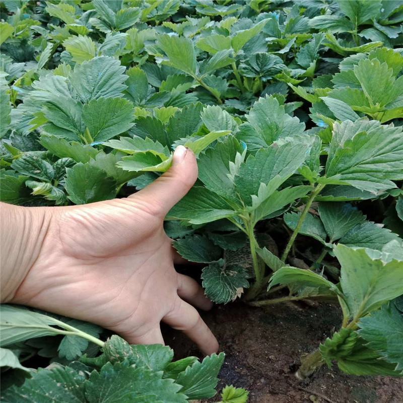 草莓苗白草莓秧