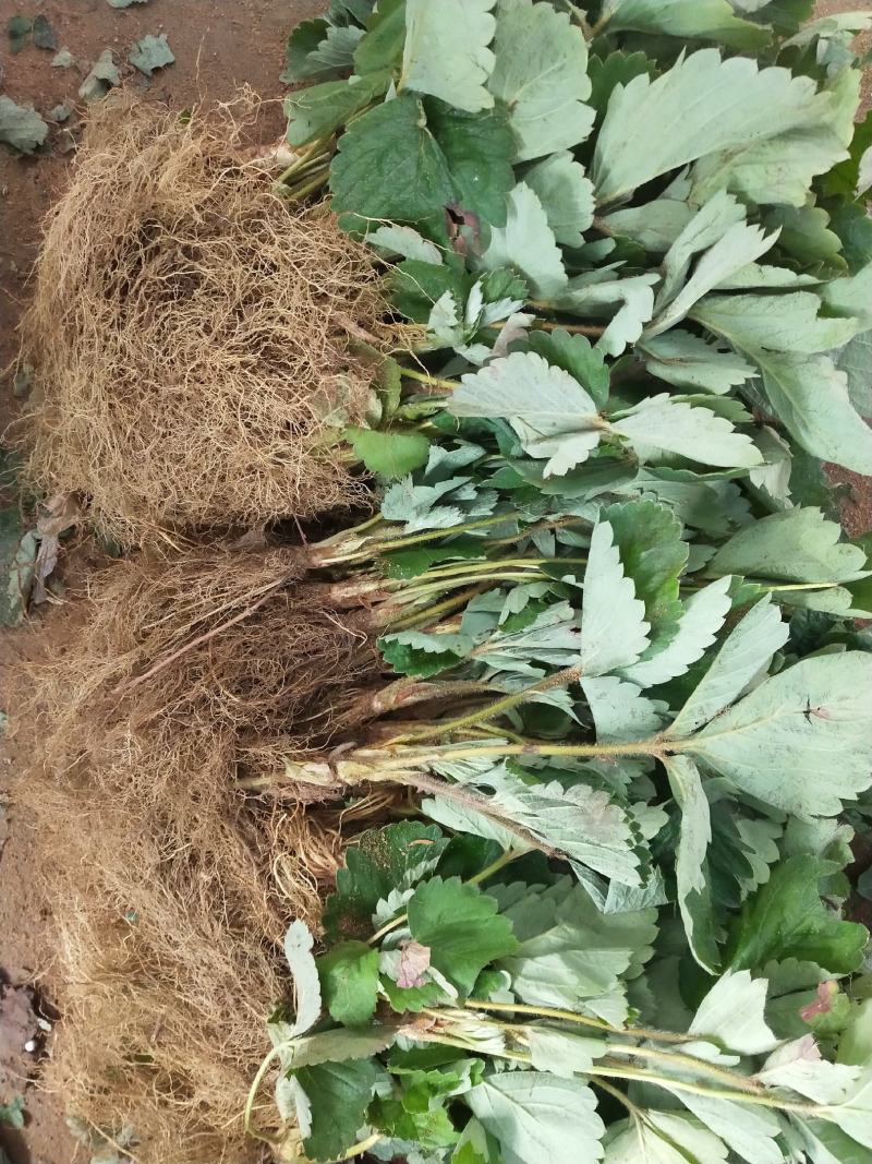 草莓苗白草莓秧