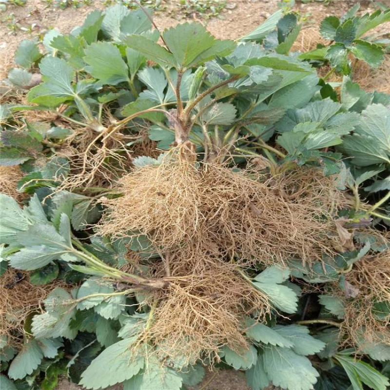 草莓苗白草莓秧