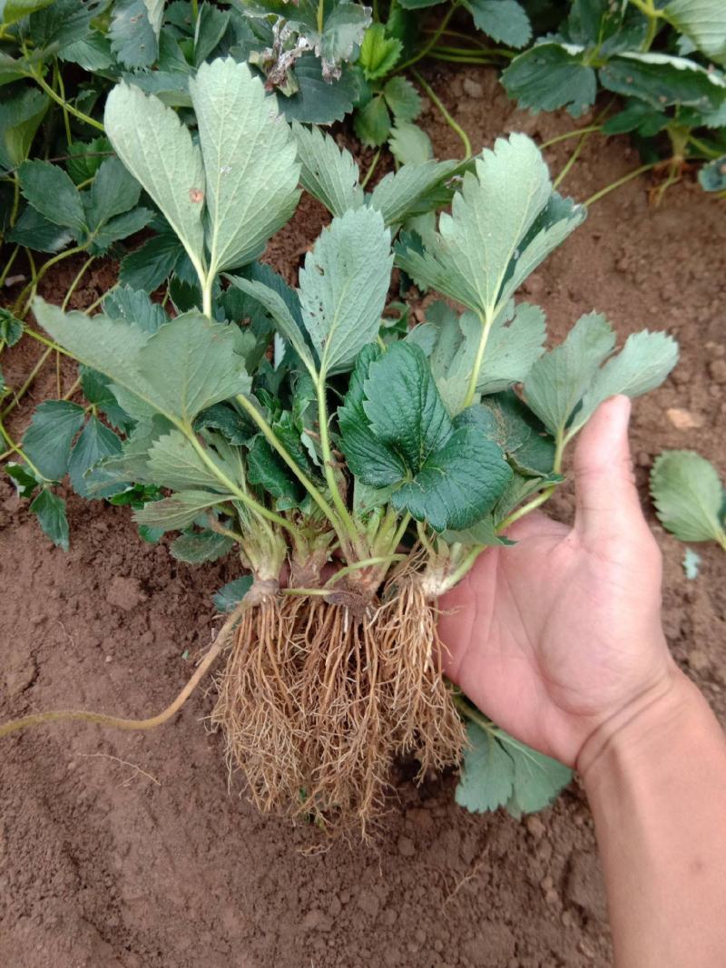 草莓苗白草莓秧