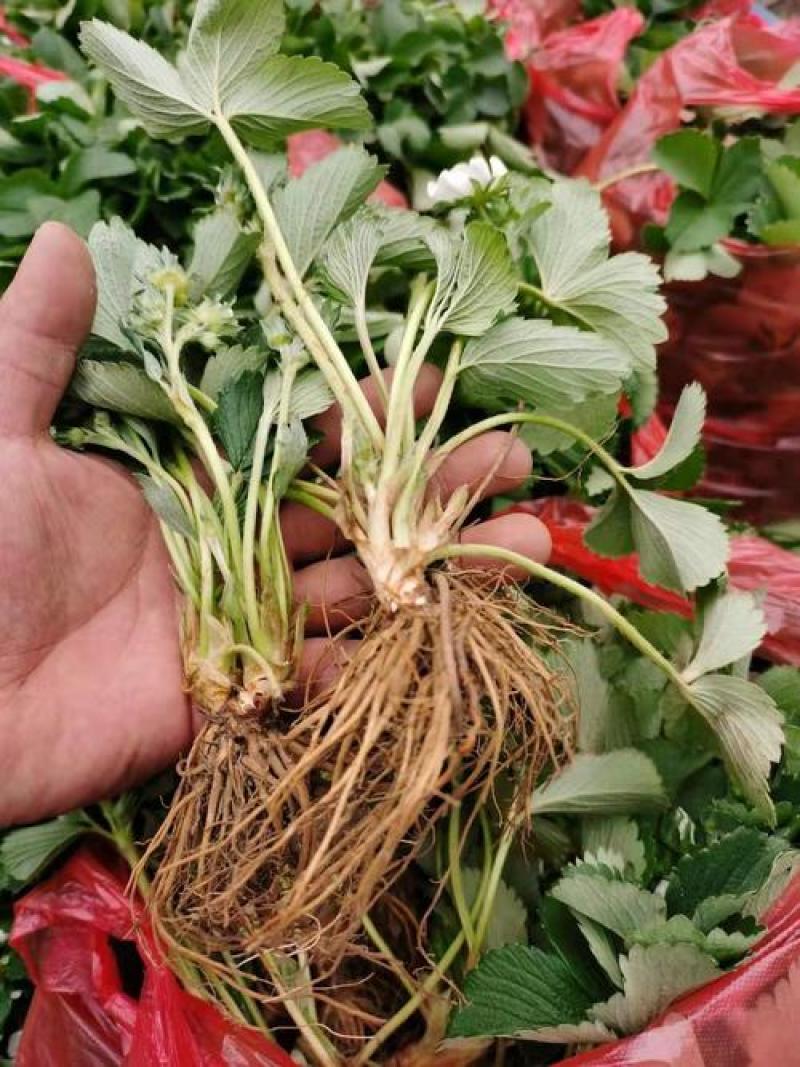 四季奶油草莓苗当年挂果盆栽地栽南方北方种植