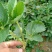 四季奶油草莓苗当年挂果盆栽地栽南方北方种植