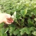 四季奶油草莓苗当年挂果盆栽地栽南方北方种植