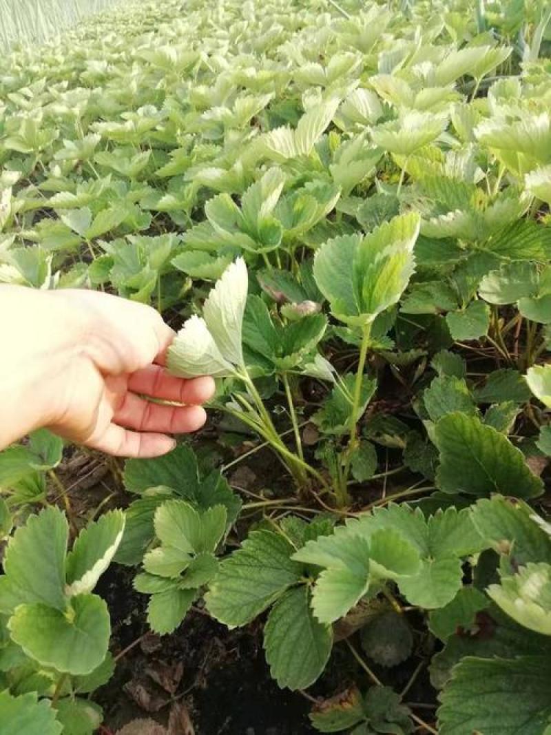 四季奶油草莓苗当年挂果盆栽地栽南方北方种植