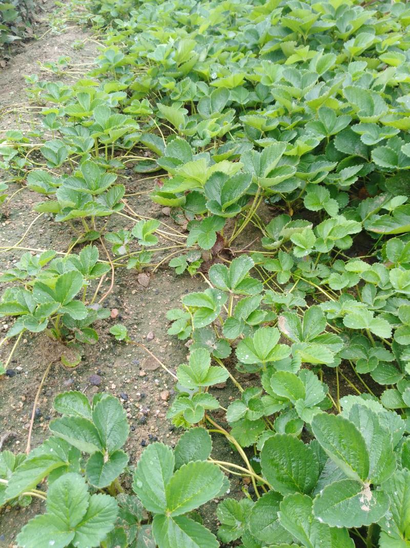 四季奶油草莓苗当年挂果盆栽地栽南方北方种植