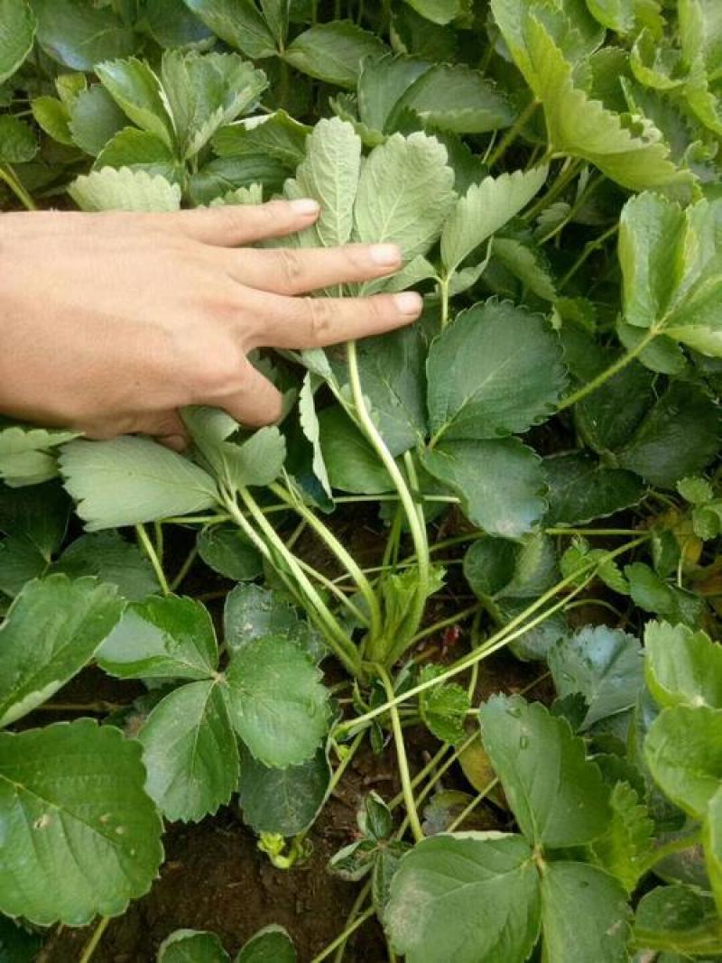 四季奶油草莓苗当年挂果盆栽地栽南方北方种植