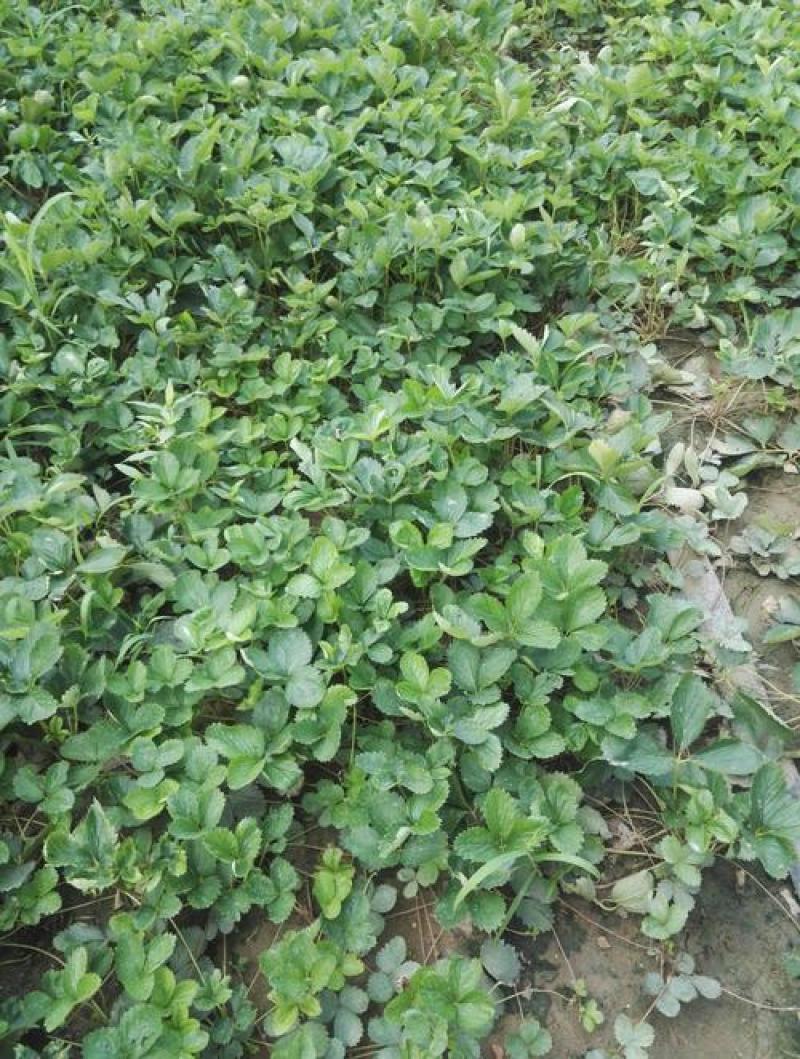 四季奶油草莓苗当年挂果盆栽地栽南方北方种植