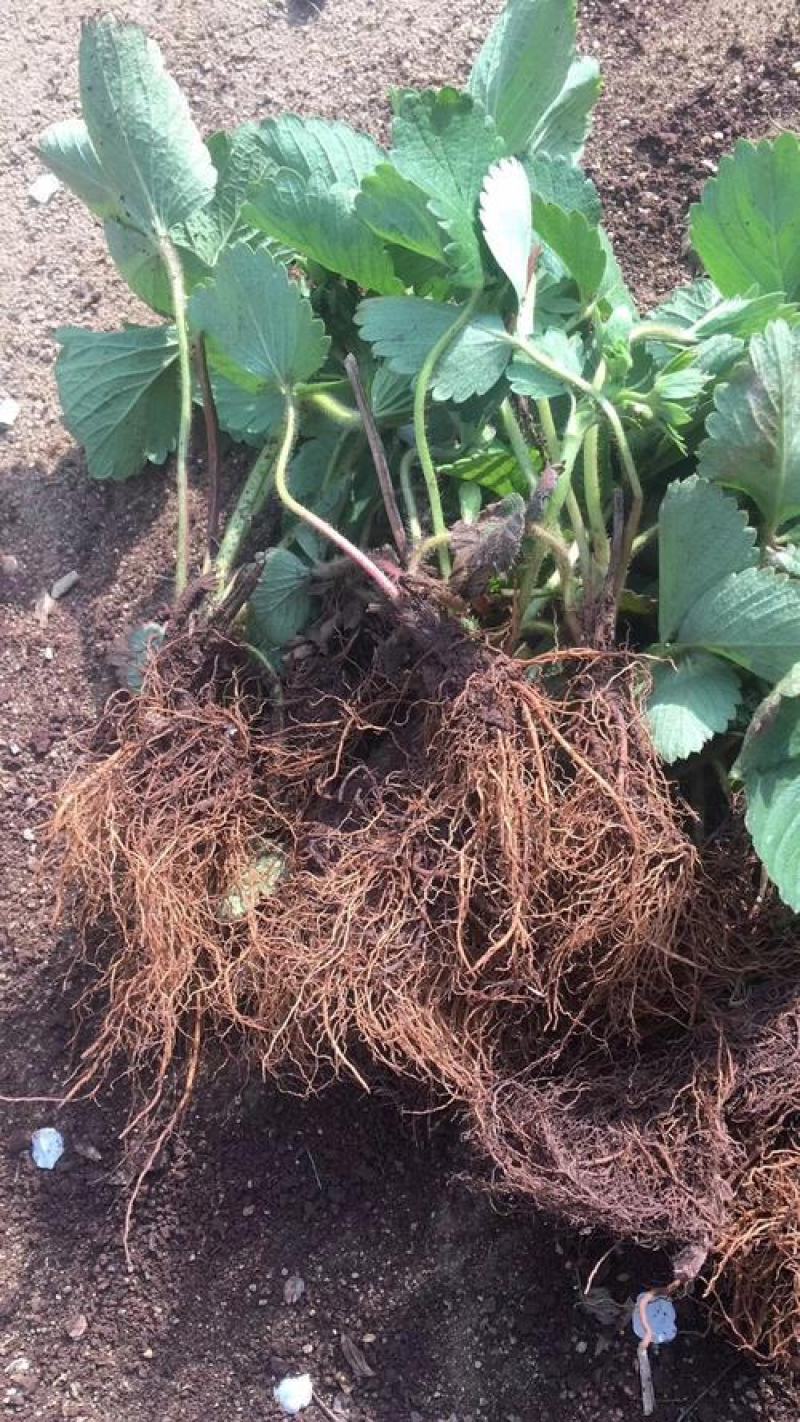 四季奶油草莓苗当年挂果盆栽地栽南方北方种植