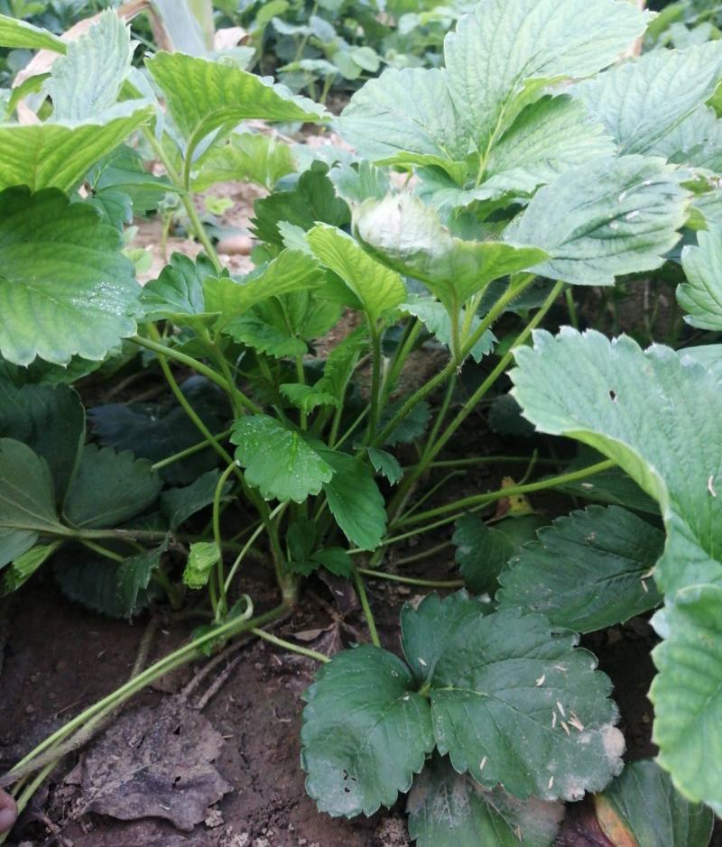 四季奶油草莓苗当年挂果盆栽地栽南方北方种植