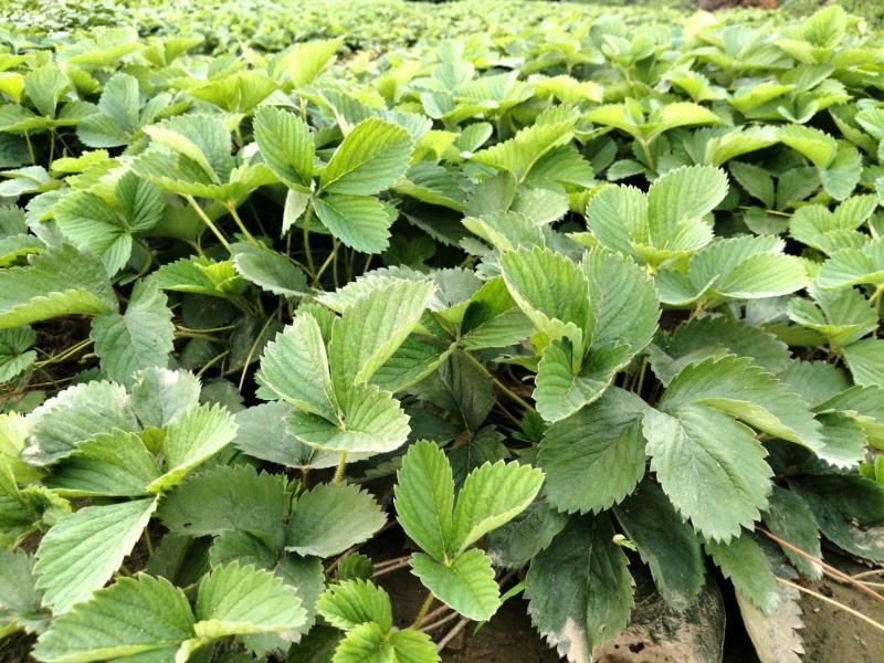 四季奶油草莓苗当年挂果盆栽地栽南方北方种植