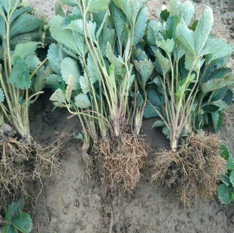 甜宝草莓苗地栽盆栽大面积种植南北方适应抗寒四季牛奶草莓秧