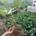 甜宝草莓苗地栽盆栽大面积种植南北方适应抗寒四季牛奶草莓秧