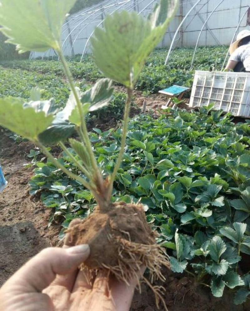 甜宝草莓苗地栽盆栽大面积种植南北方适应抗寒四季牛奶草莓秧