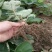 甜宝草莓苗地栽盆栽大面积种植南北方适应抗寒四季牛奶草莓秧