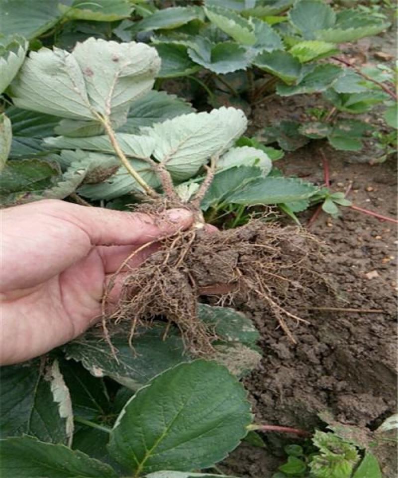 甜宝草莓苗地栽盆栽大面积种植南北方适应抗寒四季牛奶草莓秧