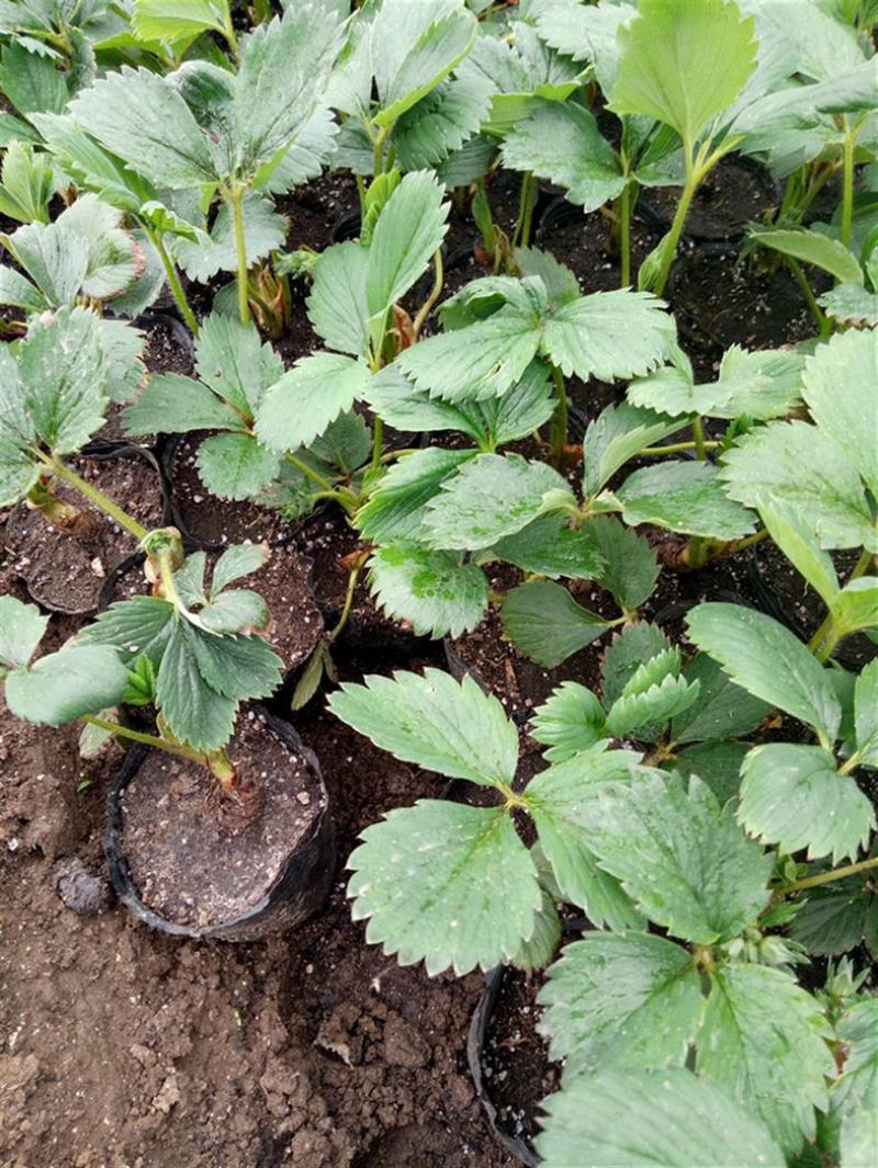 甜宝草莓苗地栽盆栽大面积种植南北方适应抗寒四季牛奶草莓秧