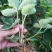 甜宝草莓苗地栽盆栽大面积种植南北方适应抗寒四季牛奶草莓秧