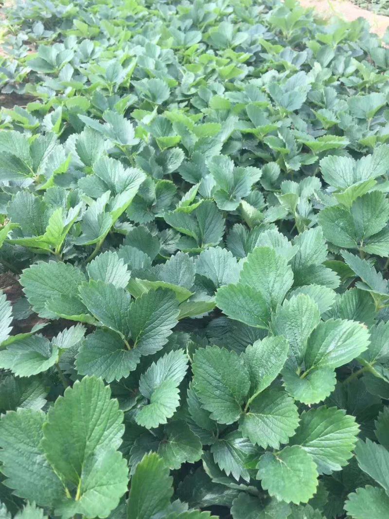 甜宝草莓苗地栽盆栽大面积种植南北方适应抗寒四季牛奶草莓秧