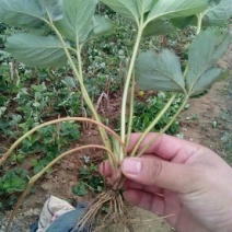 丰香草莓苗盆栽食用带土带盆大棚牛奶草莓秧南北方当年结果
