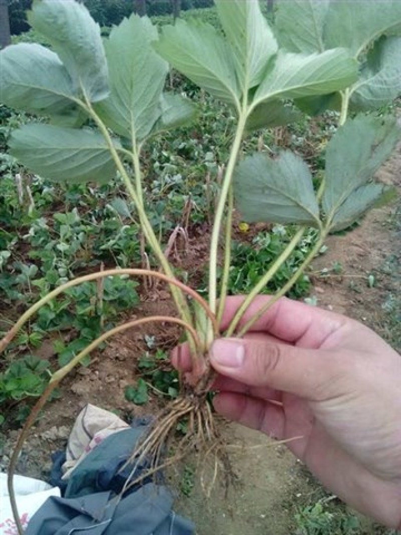 丰香草莓苗盆栽食用带土带盆大棚牛奶草莓秧南北方当年结果
