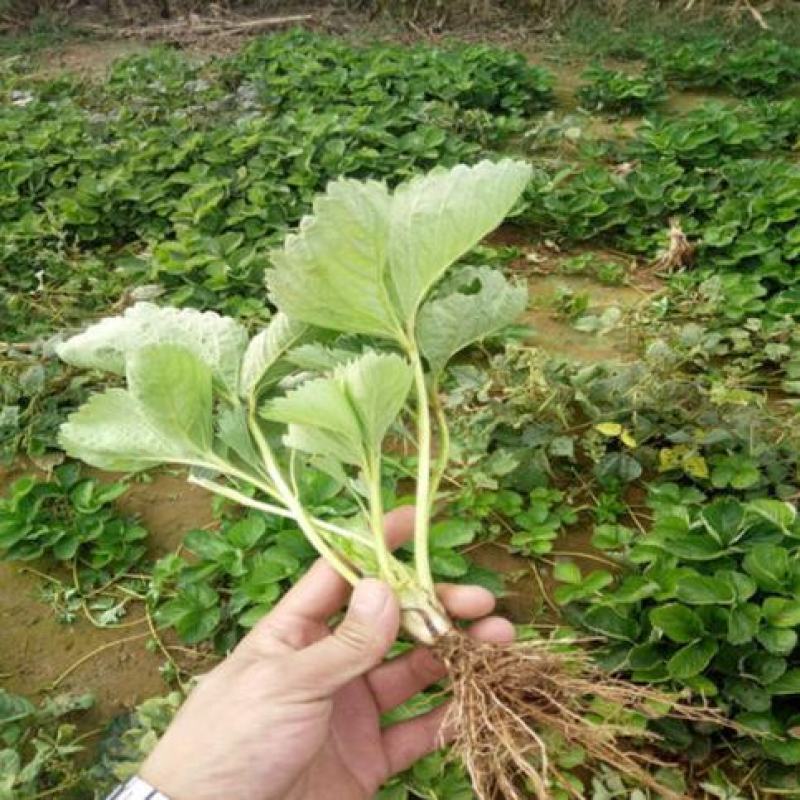 丰香草莓苗盆栽食用带土带盆大棚牛奶草莓秧南北方当年结果