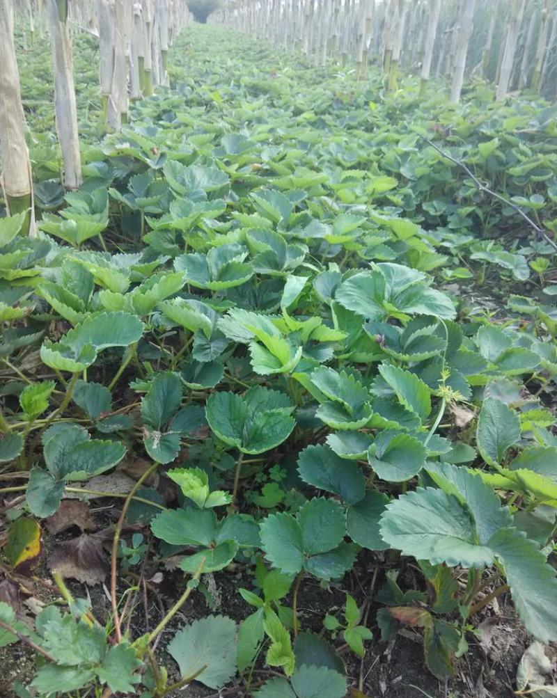 丰香草莓苗盆栽食用带土带盆大棚牛奶草莓秧南北方当年结果