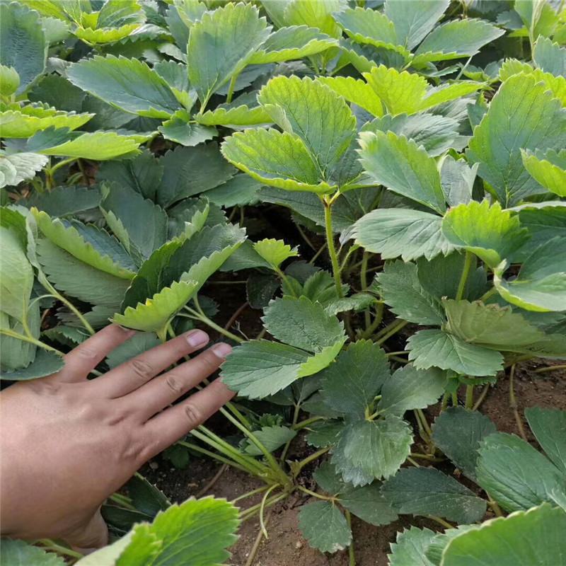 丰香草莓苗盆栽食用带土带盆大棚牛奶草莓秧南北方当年结果