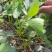 塞娃草莓苗室内外南北方当年结果奶油草莓苗红颜草莓苗草莓盆