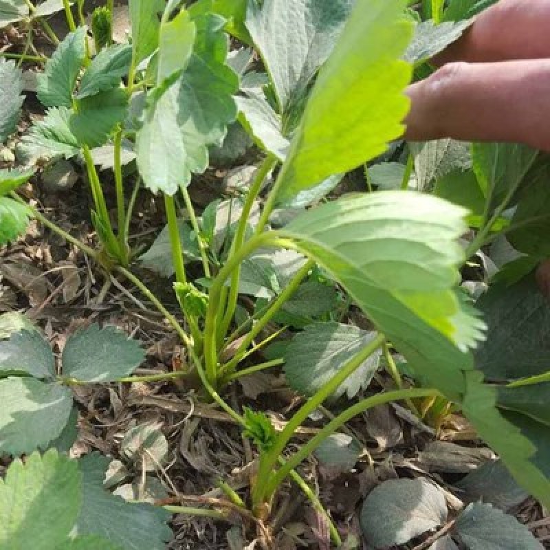 塞娃草莓苗室内外南北方当年结果奶油草莓苗红颜草莓苗草莓盆