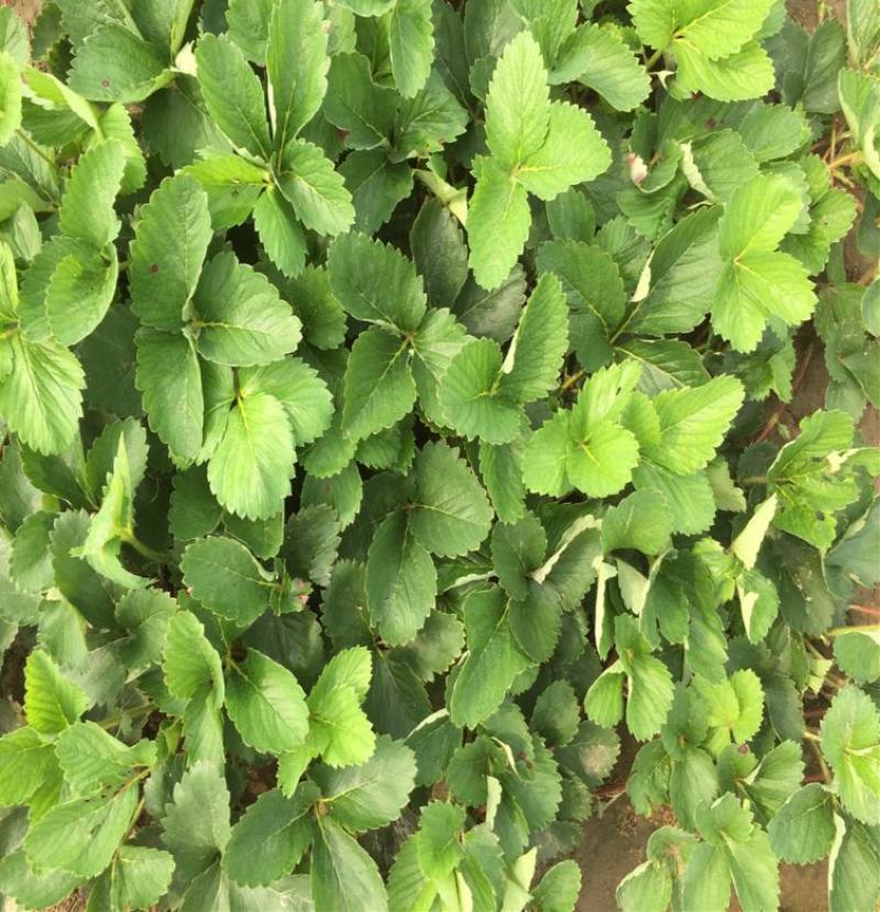 塞娃草莓苗室内外南北方当年结果奶油草莓苗红颜草莓苗草莓盆