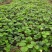 塞娃草莓苗室内外南北方当年结果奶油草莓苗红颜草莓苗草莓盆