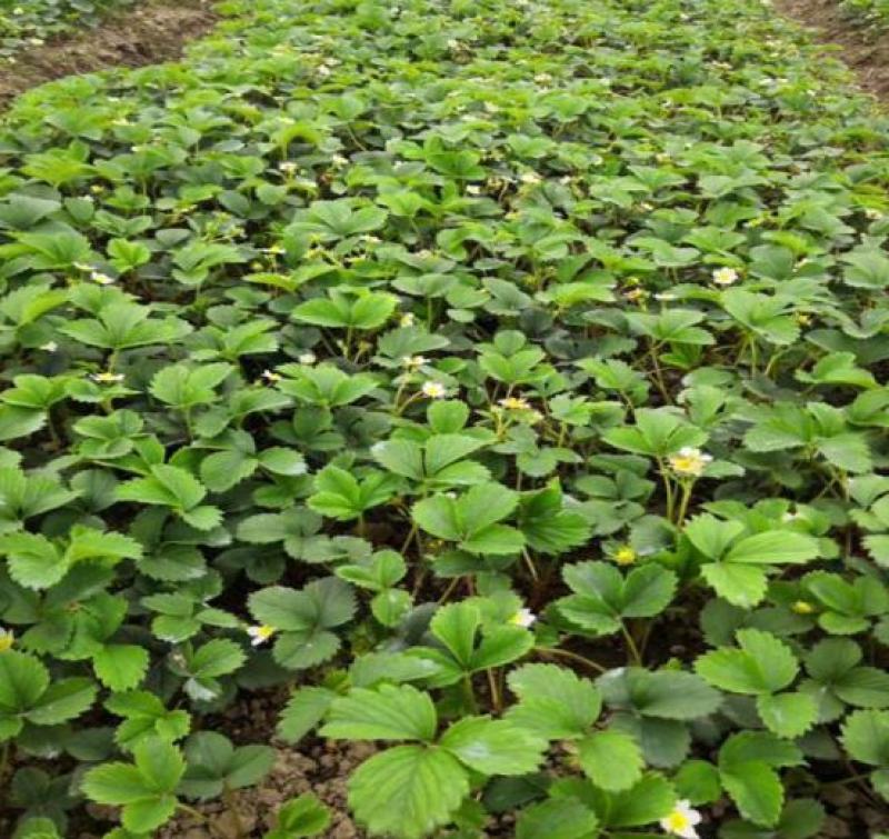 塞娃草莓苗室内外南北方当年结果奶油草莓苗红颜草莓苗草莓盆