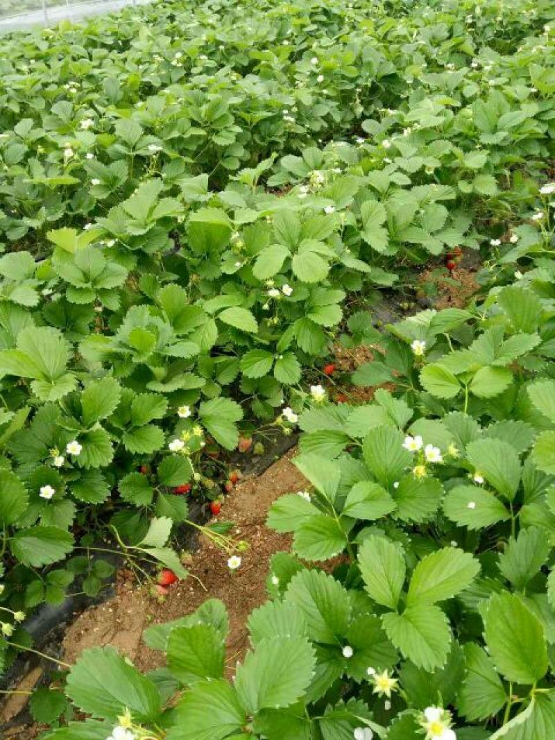 塞娃草莓苗室内外南北方当年结果奶油草莓苗红颜草莓苗草莓盆