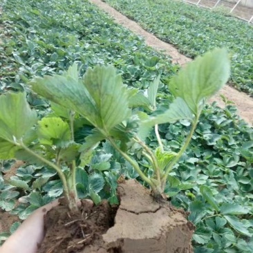 塞娃草莓苗室内外南北方当年结果奶油草莓苗红颜草莓苗草莓盆