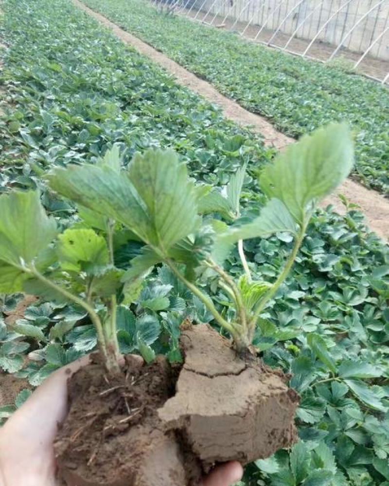 塞娃草莓苗室内外南北方当年结果奶油草莓苗红颜草莓苗草莓盆