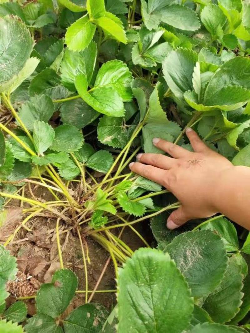 塞娃草莓苗室内外南北方当年结果奶油草莓苗红颜草莓苗草莓盆