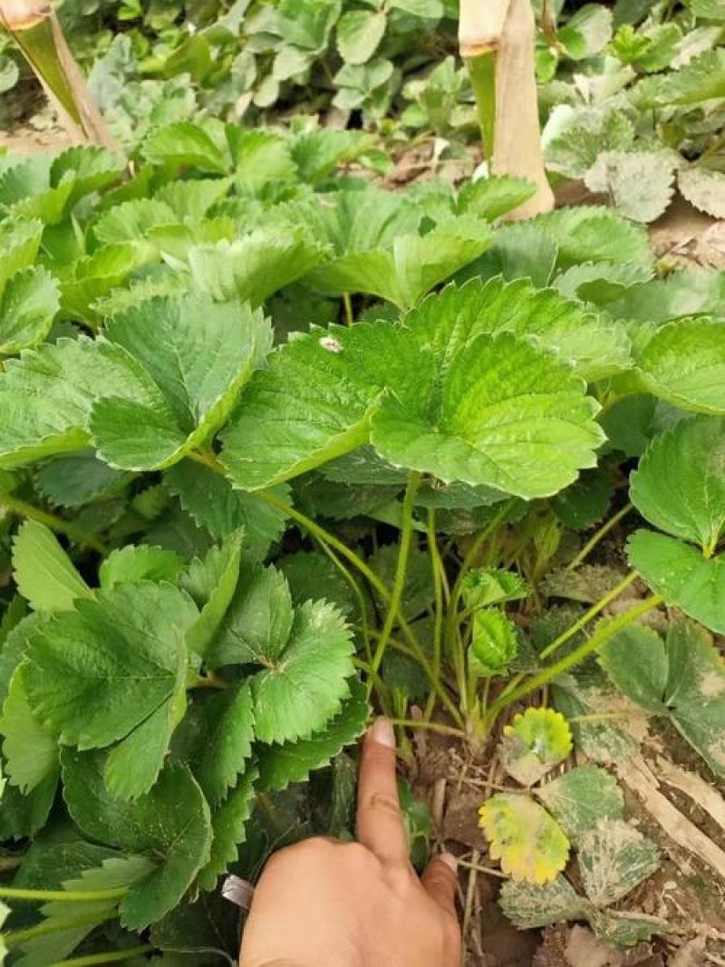 塞娃草莓苗室内外南北方当年结果奶油草莓苗红颜草莓苗草莓盆