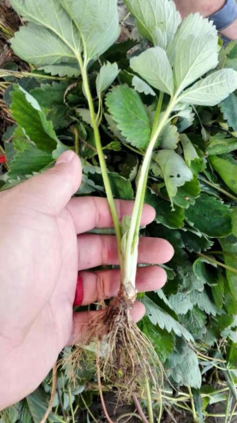 塞娃草莓苗室内外南北方当年结果奶油草莓苗红颜草莓苗草莓盆