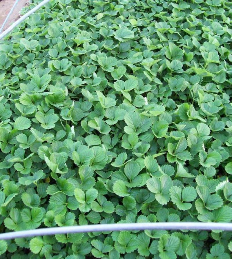 塞娃草莓苗室内外南北方当年结果奶油草莓苗红颜草莓苗草莓盆
