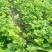 塞娃草莓苗室内外南北方当年结果奶油草莓苗红颜草莓苗草莓盆