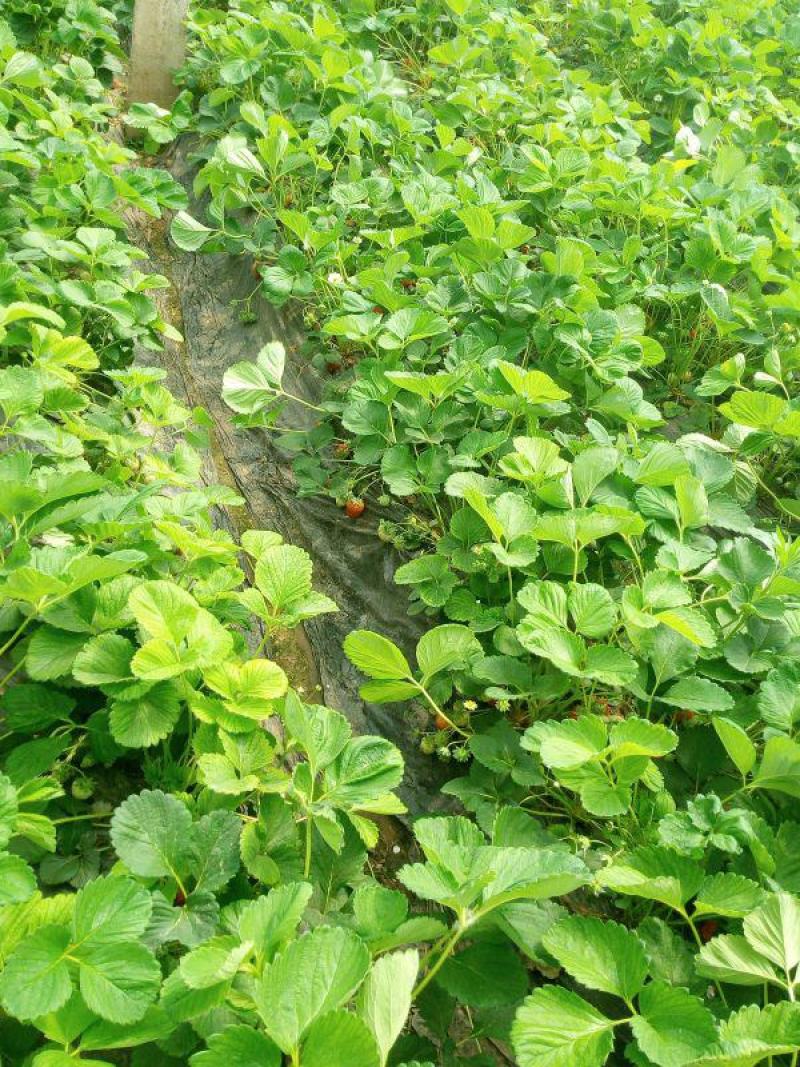 塞娃草莓苗室内外南北方当年结果奶油草莓苗红颜草莓苗草莓盆