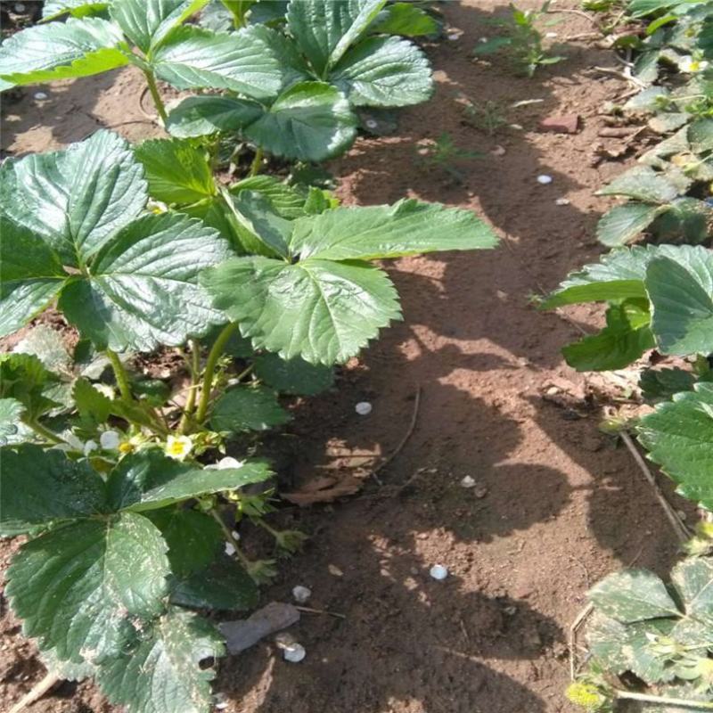 塞娃草莓苗室内外南北方当年结果奶油草莓苗红颜草莓苗草莓盆