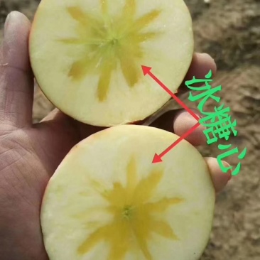 供应冰糖心红富士苹果